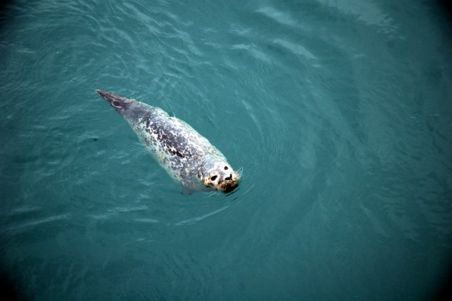 fogoseal.jpg